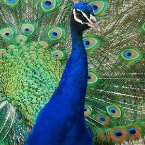 Meet your Posher, Felisa